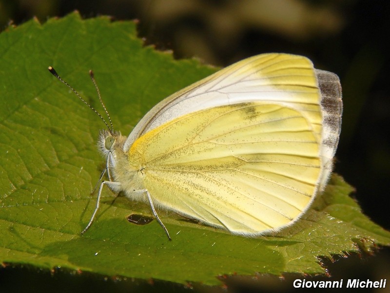 Pieris napi